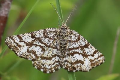 Ematurga atomaria