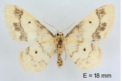 Idaea trigeminata