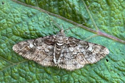 Cleora cinctaria