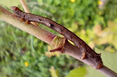 Colotois pennaria