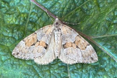 Thera obeliscata