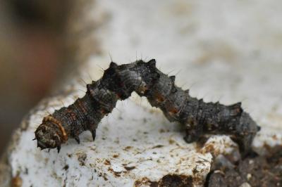 Phigalia pilosaria