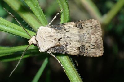 Agrotis puta