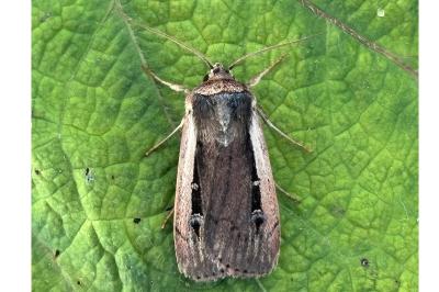 Ochropleura leucogaster