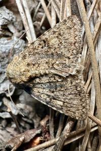 Recoropha canteneri