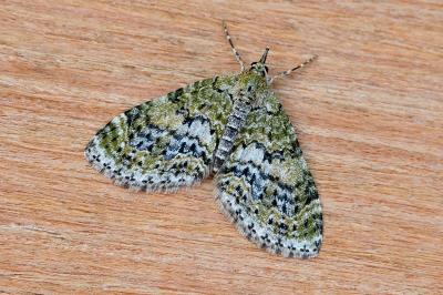 Acasis viretata