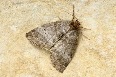 Ochropacha duplaris