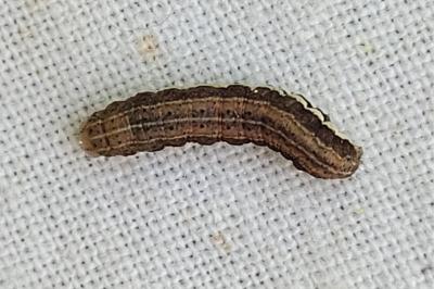 Eugnorisma glareosa