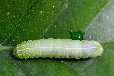 Amphipyra pyramidea