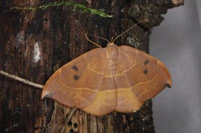 Watsonalla uncinula