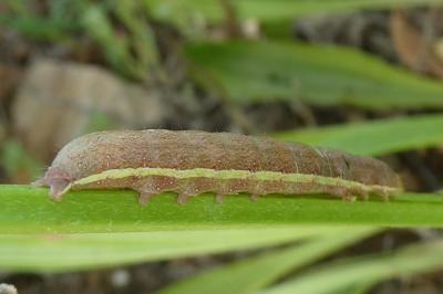 Agrochola lychnidis