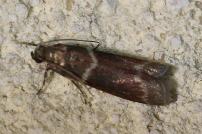 Cryptoblabes bistriga