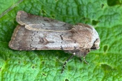 Agrotis cinerea