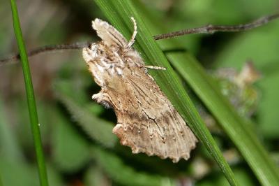 Pterostoma palpina