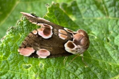 Thyatira batis