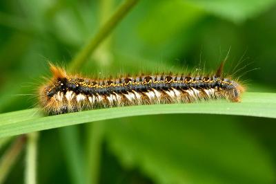 Euthrix potatoria