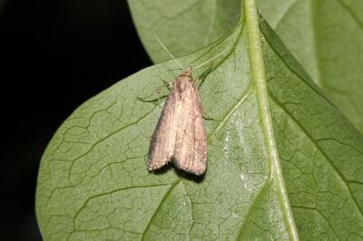 Schrankia costaestrigalis