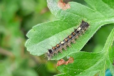 Lymantria dispar