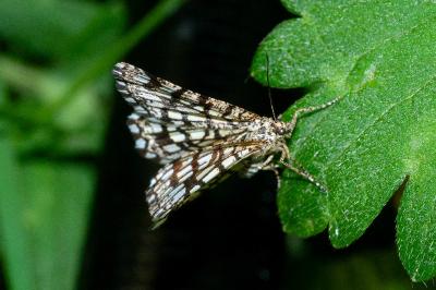 Chiasmia clathrata