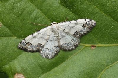 Scopula decorata