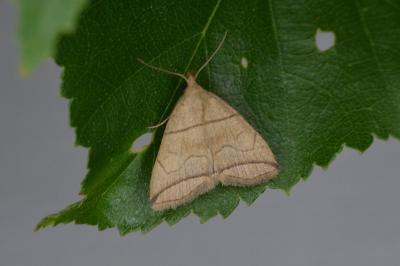 Herminia grisealis