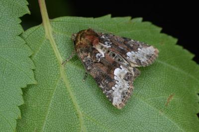 Oligia strigilis