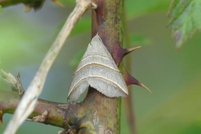 Colobochyla salicalis