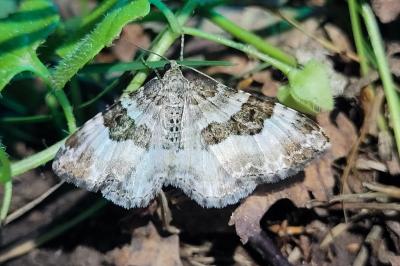 Epirrhoe rivata