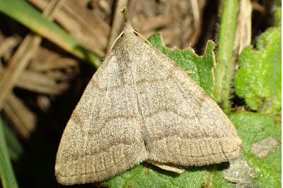 Pechipogo strigilata