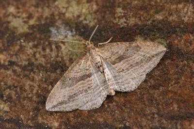 Orthonama vittata