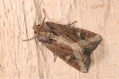 Helotropha leucostigma