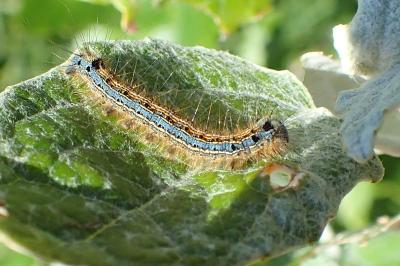 Malacosoma neustria
