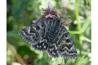 Euclidia mi