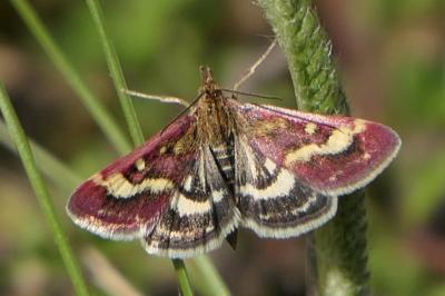 Pyrausta ostrinalis