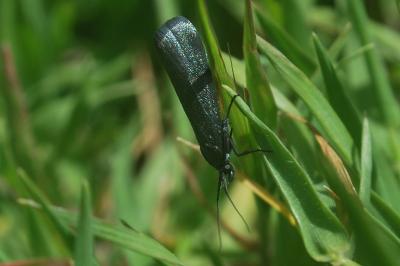 Lymphia chalybella