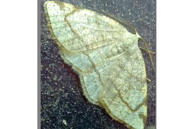 Stegania trimaculata