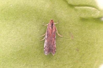 Huertasiella italogallicella