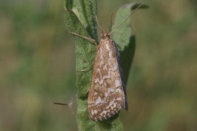 Evergestis frumentalis