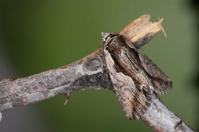 Calliergis ramosa