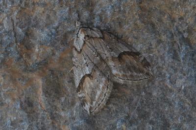 Chesias rufata