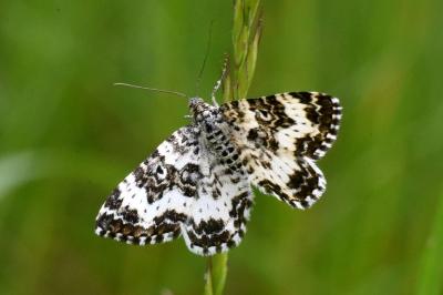 Epirrhoe tristata