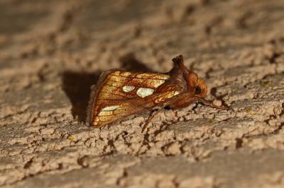 Plusia festucae