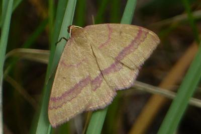 Rhodostrophia calabra