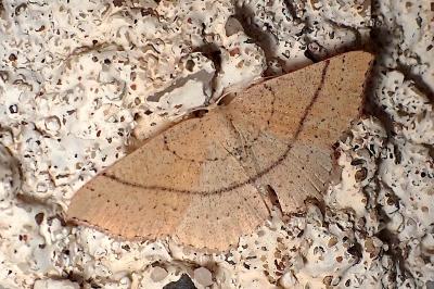 Cyclophora suppunctaria