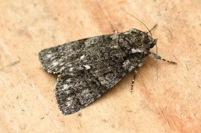 Acronicta rumicis