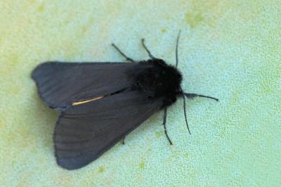 Epatolmis luctifera