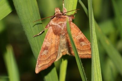 Diarsia rubi