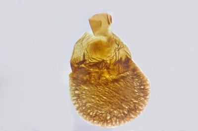Eupithecia cocciferata