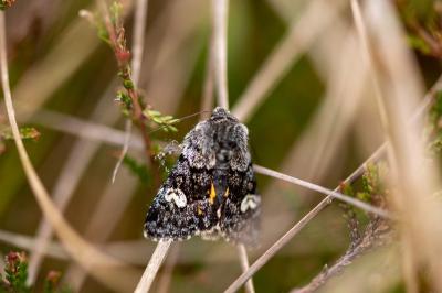 Coranarta cordigera