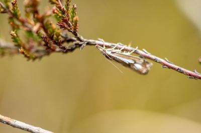 Crambus alienellus